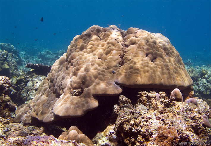 San hô khối đầu thùy (Porites lobata) dài 4-5 mét, là một trong những loài san hô tạo nên rạn san hô phổ biến nhất Ấn Độ Dương - Thái Bình Dương. Chúng hình thành những tập đoàn lớn kết vỏ cứng ở những nơi có sóng mạnh.