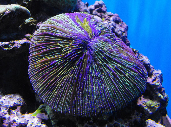 San hô nấm (Fungia fungites) dài 10-20 cm, được ghi nhận ở vùng nhiệt đới Ấn Độ Dương - Thái Bình Dương. Loài này không tạo rạn mà sống đơn độc, thường được đưa vào bể thủy sinh nước mặt do có màu sắc phong phú.