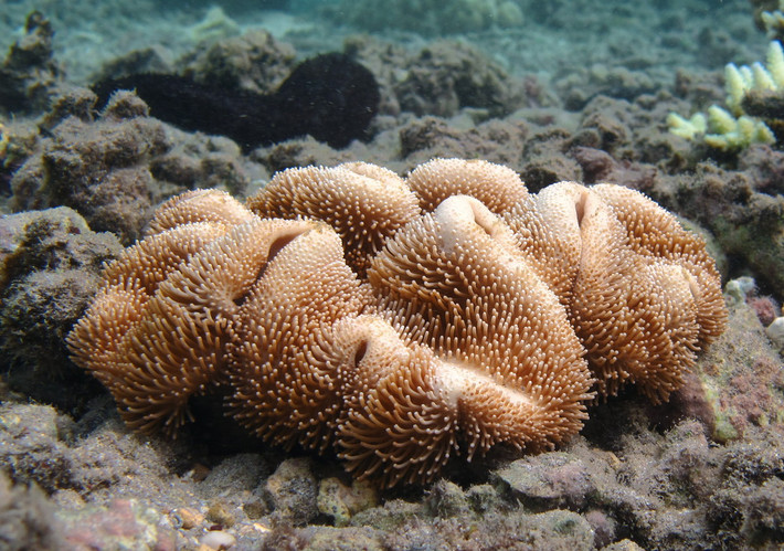 San hô nấm mũ (Sarcophyton trocheliophorum) dài 1-6 mét, sinh trưởng ở vùng nhiệt đới Ấn Độ Dương - Thái Bình Dương. Sinh trưởng nhanh và được tảo quang hợp nuôi dưỡng, loài san hô mềm này có thể hình thành các tập đoàn khổng lồ ở rạn san hô.