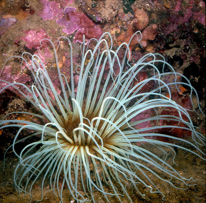 Hải quỳ ống thường (Cerianthus membranaceus) dài 10-15 cm, sống trên bùn ở Địa Trung Hải. Loài này dùng dịch nhầy kết hợp với cát để tạo ra một ống bảo vệ độc đáo bên dưới lớp trầm tích.