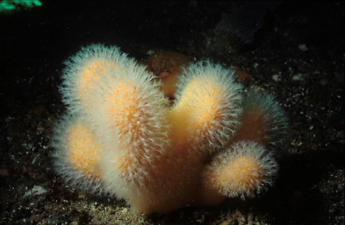 San hô ngón tay người chết (Alcyonium digitatum) dài 10-20 cm, là loài san hô mềm điển hình ở vùng biển châu Âu. Chúng có các tập đoàn polip nằm trên một khối dày, không được nâng đỡ bằng bộ khung xương cứng.