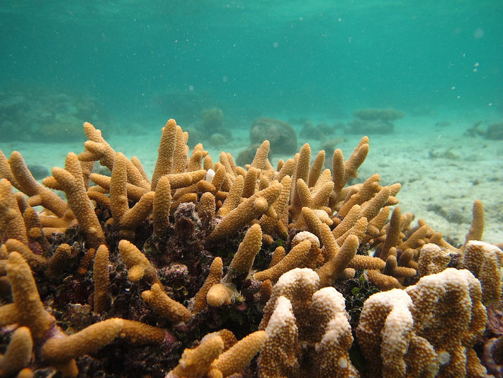 San hô sừng hươu (Acropora sp.) dài 1-3 mét, là những loài san hô tạo rạn thuộc loại lớn nhất, phổ biến ở vùng nhiệt đới. Chúng phân nhánh như sừng hươu, sinh trưởng nhanh nhờ tảo quang hợp nuôi dưỡng.