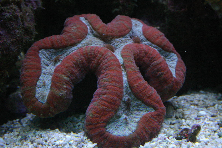 San hô não phân thùy (Lobophyllia sp.) dài 1-2 mét, gồm các loài san hô tạo thành những tập đoàn khổng lồ dạng dẹt hoặc hình vòm nhăn nhúm đặc trưng. Chúng phân bố ở vùng biển nhiệt đới Ấn Độ Dương - Thái Bình Dương.
