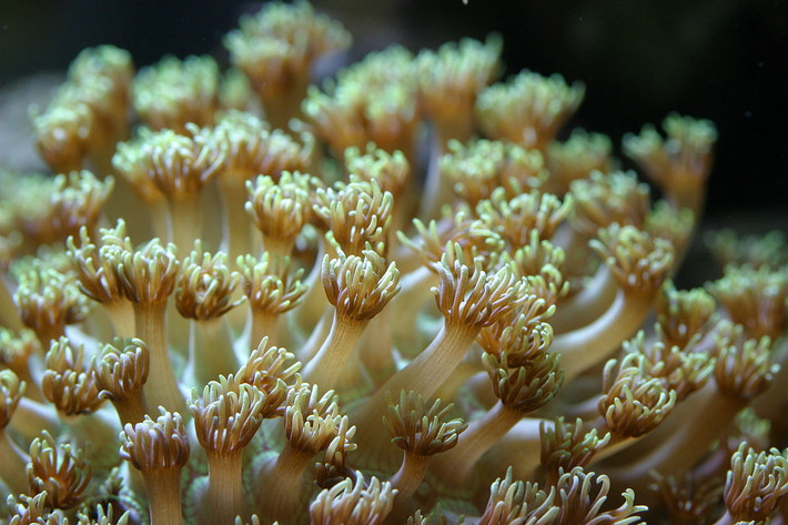 San hô hoa cúc (Goniopora sp.) là một chi gồm những loài san hô giống hoa nhất, phổ biến ở các vùng biển nhiệt đới. Loài san hô đá này có polip vươn dài, mỗi thường có 24 xúc tu trông như cánh hoa.