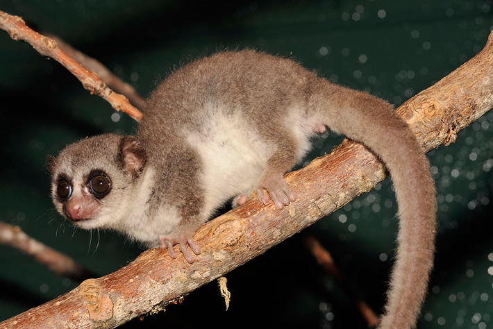 Vượn cáo còi lớn (Cheirogaleus major) dài 17-26 cm. Loài vượn cáo sống đơn độc này chủ yếu ăn quả và mật hoa. Chúng dự trữ chất béo ở đuôi trong mùa mưa.
