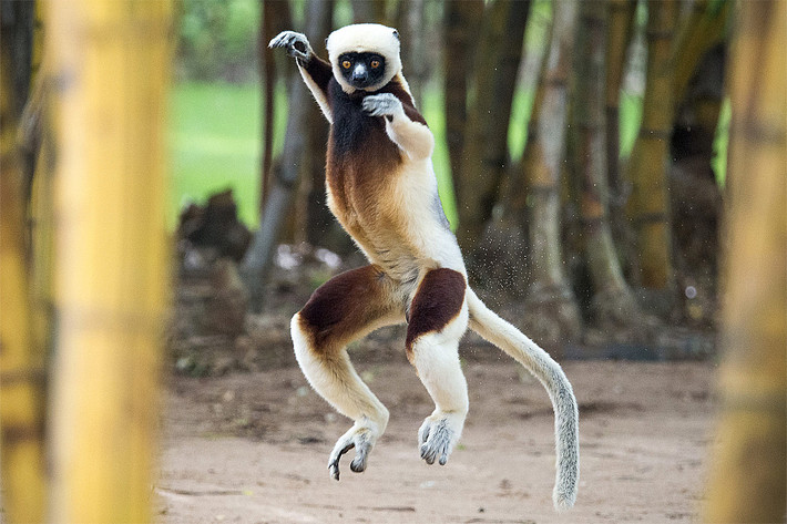 Vượn cáo lông mượt ngực nâu (Propithecus coquereli) dài 42-50 cm. Giống các loài vượn cáo lông mượt họ hàng, chúng băng qua mặt đất trống bằng cách nhảy trên chân sau và dùng cẳng tay giữ thăng bằng.