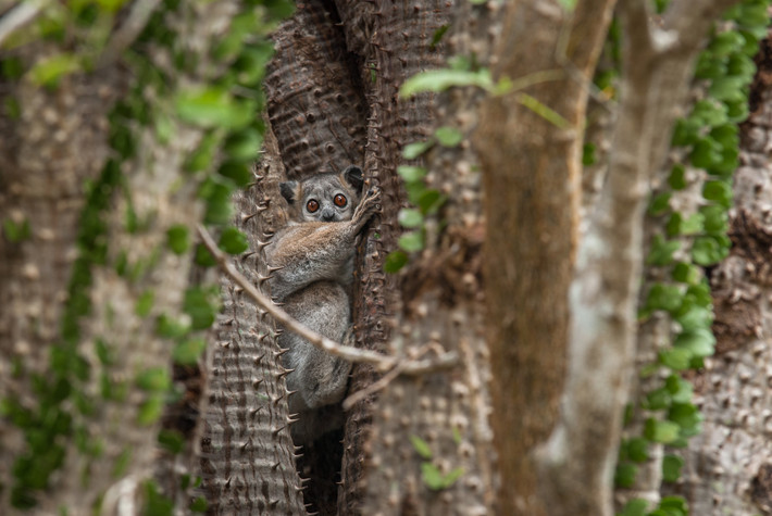 Vượn cáo nhảy chân trắng (Lepilemur leucopus) dài 22-26 cm, có phần thân trên xám và phần dưới hơi trắng. Chúng bám vào thân cây trong tư thế thẳng đứng rất lâu giữa các lần kiếm thức ăn.