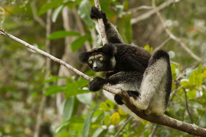 Vượn cáo lông mượt (Indri indri) dài 60-72, là loài lớn nhất trong tất cả các nhóm vượn cáo. Chúng cũng là loài vượn cáo duy nhất chỉ còn sót lại một mẩu đuôi ngắn tiêu giảm.