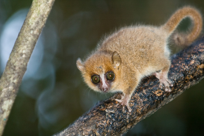 Vượn chuột đuôi hung Đông Madagascar (Microcebus rufus) dài 10-20 cm. Cư trú ở một số sinh cảnh rừng, loài ăn tạp này tiêu thụ nhiều loại quả, côn trùng và nhựa cây.