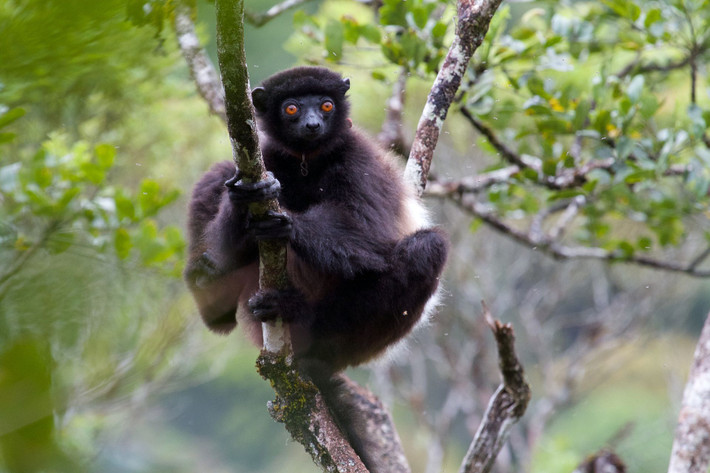 Vượn cáo lông mượt nâu đen (Propithecus edwardsi) dài 42-52 cm, sống theo các gia đình nhỏ ở Đông Nam Madagascar. Loài vượn cáo này có ngón cái đối diện lớn để bám vào thân cây.