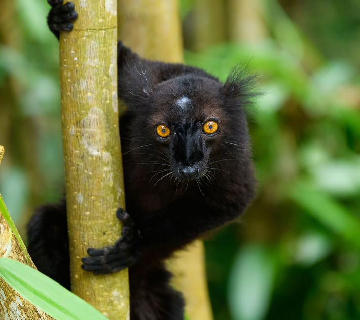 Vượn cáo đen (Eulemur macaco) dài 38-45 cm. Con đực và con cái của loài này có màu sắc khác biệt rõ rệt: Con đực màu đen thui, con cái màu nâu xám với các túm lông trắng hai bên tai.