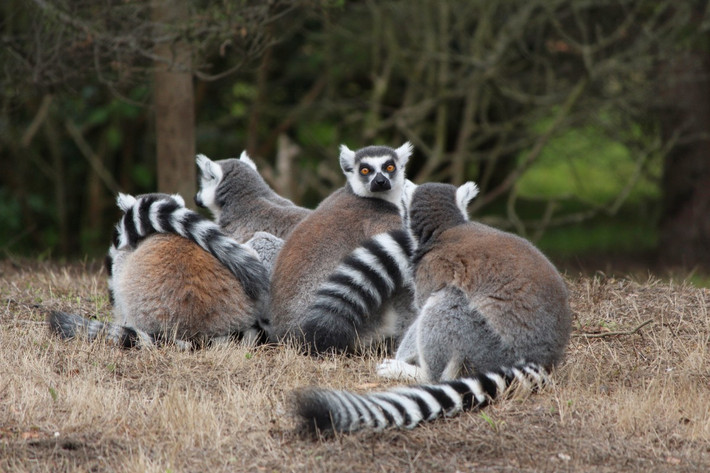 Vượn cáo đuôi vằn (Lemur catta) dài 39-46 cm, thường sống trong các nhóm có số lượng lên đến 25 thành viên. Chúng dành phần lớn thời gian trên mặt đất, thức ăn chủ yếu là quả, thực vật, nhựa vả vỏ cây.