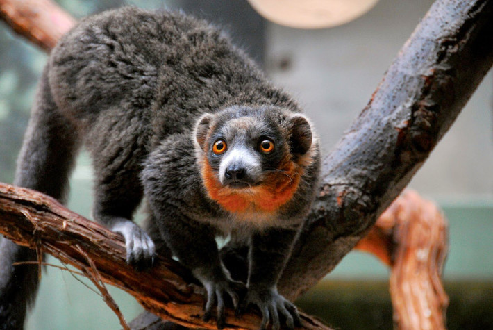 Vượn cáo cây (Eulemur mongoz) dài 32-37 cm. Chúng chủ yếu hoạt động về đêm vào mùa khô, và hoạt động vào ban ngày nhiều hơn khi mùa mưa bắt đầu.