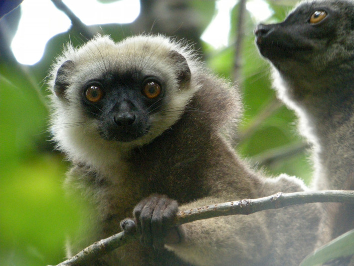 Vượn cáo đầu trắng (Eulemur albifrons) dài 39-42 cm. Là loài lưỡng hình giới tính, chỉ con đực của loài này có mảng lông màu trắng nổi bật quanh bộ mặt đen, mặt con cái màu xám.