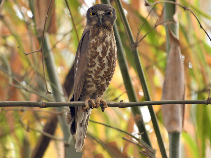 Cú vọ lưng nâu (Ninox scutulata) dài 30-31 cm, là loài định cư tương đối phổ biến tại Đông Bắc, Bắc, Trung Trung Bộ và Nam Bộ (VQG Cúc Phương, Cát Tiên). Sinh cảnh của chúng là rừng trống trải, rừng thường xanh có cây gỗ lớn, rừng ngập mặn, vườn cây gỗ.