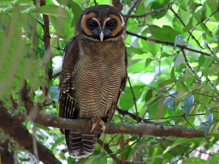 Hù (Strix leptogrammica) dài 47-53 cm, là loài định cư hiếm đến không phổ biến tại Đông Bắc và Trung Bộ. Chúng sống ở rừng lá rộng thường xanh, bán thường xanh, rừng hỗn giao rụng lá.