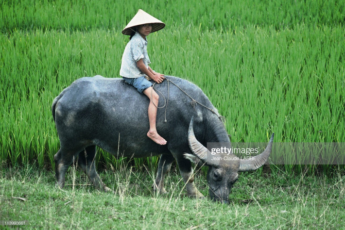 Chú bé ngồi trên lưng trâu.