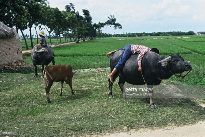 Trẻ chăn châu ở vùng nông thôn Bắc Bộ, Việt Nam năm 1994. Ảnh: Jean-Claude Labbe/ Getty Images.