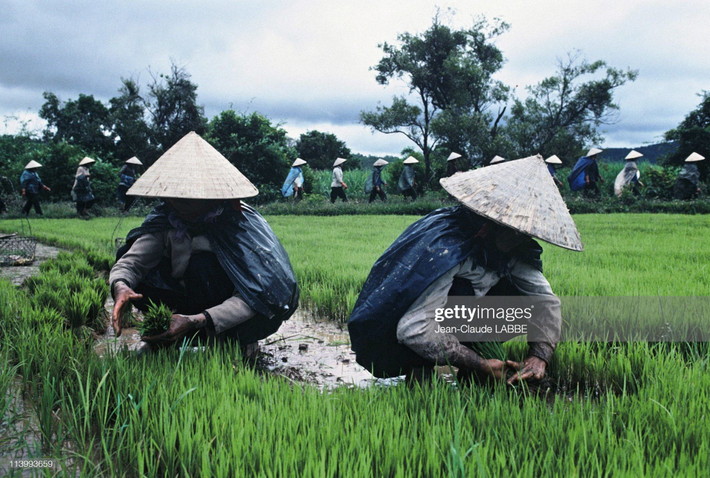 Hai nông dân gieo mạ dưới cơn mưa tầm tã.
