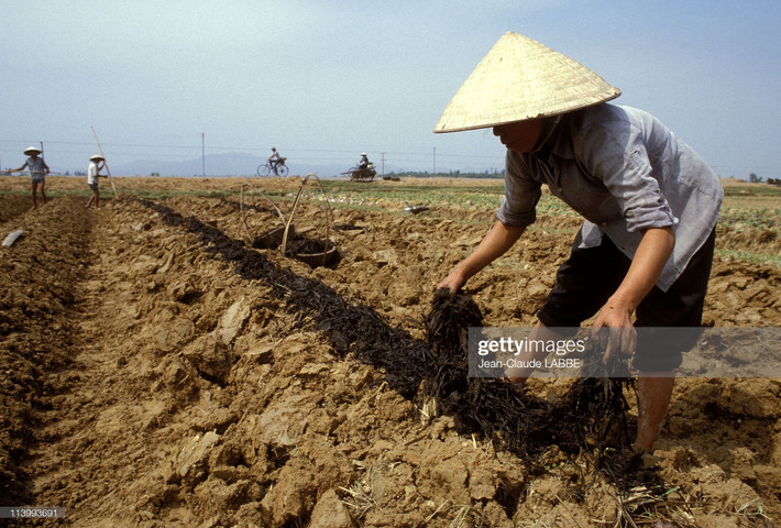 Người nông dân bón phân xanh trên đồng ruộng.