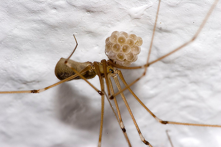 Nhện gọng vó (Pholcus phalangioides) dài 2-10 mm, thường gặp tại ngóc ngách của các ngôi nhà trên toàn cầu. Chúng dễ dàng được nhận biết với những đôi chân mảnh khảnh. Loài này có tập tính rung mạng của mình khi bị quấy nhiễu, nhện cái vận chuyển trứng bằng hàm.