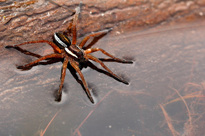 Nhện bè (Dolomedes fimbriatus) dài 1-2,2 cm, sống trong các đầm lầy ở châu Âu. Chuyên bắt cá nhỏ, chúng có thể thu hút cá bằng cách dùng chân rung mặt nước.