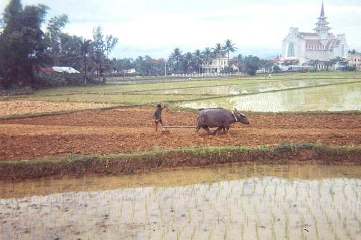 Ruộng lúa gần Nhà thờ Dòng Chúa Cứu Thế Huế.