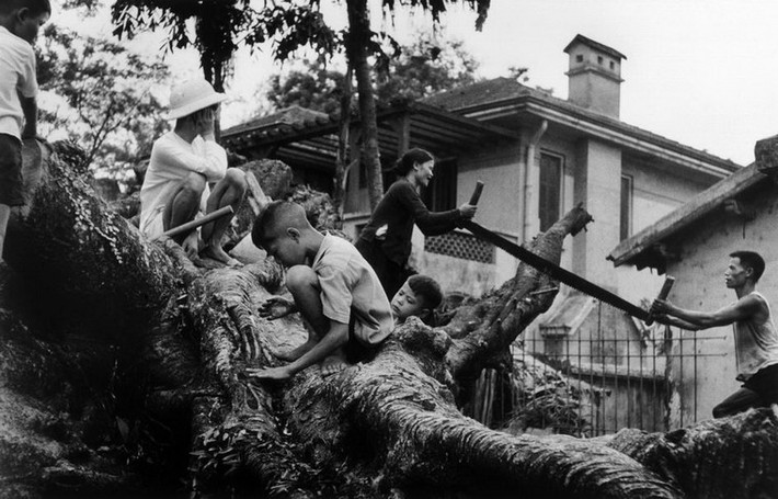 Người dân cưa một thân cây đổ ở Hà Nội, 23/5/1954.