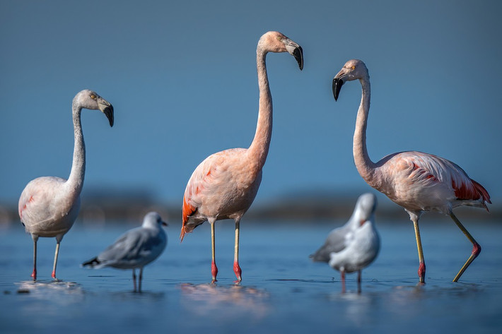Hồng hạc Chile (Phoenicopterus chilensis) cao 1-1,3 mét, phân bố từ Peru đến Đất Lửa (Tierra del Fuego) ở Nam Mỹ. Điểm đặc trưng của loài hồng hạc này là đôi chân xám có đầu gối màu hồng.