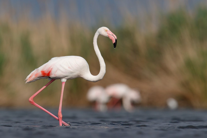 Hồng hạc lớn (Phoenicopterus roseus) cao 1,1-1,5 mét, phân bố ở châu Phi, Nam Âu và Trung Á. Đây là loài lớn nhất và phân bố rộng nhất trong họ Hồng hạc. Ảnh: eBird.