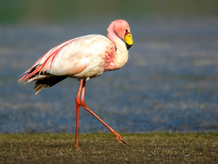 Hồng hạc James (Phoenicoparrus jamesi) cao 90-100 cm, có cùng địa bàn phân bố với họ hàng gần là hồng hạc Andes. Chúng từng bị cho là đã tuyệt chủng cho đến khi một quần thể được phát hiện năm 1956.