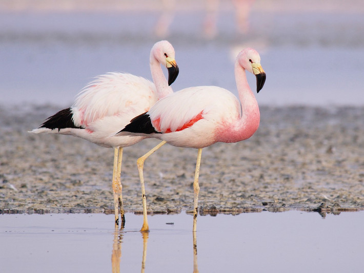 Hồng hạc Andes (Phoenicoparrus andinus) cao 1-1,1 mét, chỉ xuất hiện trong phạm vi các khu vực đai cao của dãy Andes. Loài hồng hạc có đôi chân màu vàng khác biệt này du cư từ hồ này sang hồ khác để kiếm ăn.