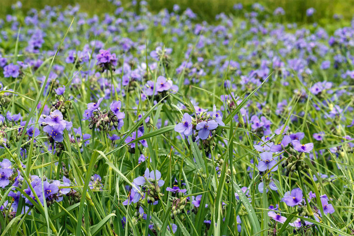 Có nhện Ohio (Tradescantia ohiensis) cao 80 cm, mọc ở phía Đông và trung tâm Bắc Mỹ. Chúng có lá dài và mảnh như cỏ, mọc thành bụi có hoa màu xanh quyến rũ.