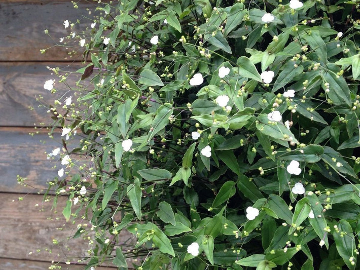 Voan cô dâu Tahiti (Tripogandra multiflora) dài 60 cm, là thực vật bản địa khu vực Trung và Nam Mỹ. Chúng có thân mong manh, lá có mặt dưới màu tía, mọc thành bụi dày đặc.