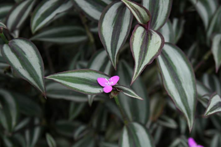 Thài lài sọc (Tradescantia zebrina) dài 60 cm, đến từ vùng nhiệt đới châu Mỹ. Loài cây lá sọc mọng nước bò sát đất này là một cây trồng trong nhà phổ biến toàn thế giới.