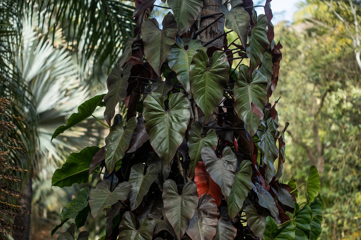 Trầu bà đế vương (Philodendron erubescens) dài 30 mét, là một cây cảnh họ ráy khác đến từ Nam Mỹ. Loài cây leo chắc khỏe ưa bóng râm và khí hậu ấm áp này có mo hoa màu đỏ đậm, mùi khá thơm, nở vào mùa hè và mùa thu.