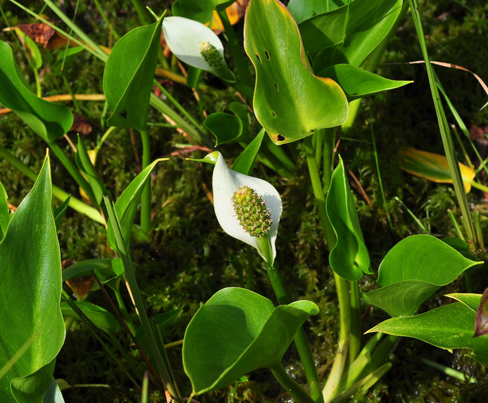 Thủy vu (Calla palustris) cao 30 cm, phân bố ở các vùng khí hậu mát thuộc Bắc bán cầu. Loài cây mọc ở bãi lầy và vùng nước nông này là một cây cảnh được ưa chuộng.