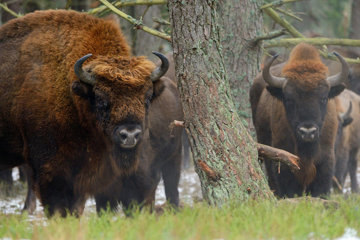 Bò rừng châu Âu (Bison bonasus) dài 1,8-1,2 mét, từng phổ biến khắp châu Âu, nay chỉ còn được ghi nhận ở Đông Âu và rừng nguyên sinh ở Nga. So với bò rừng Bắc Mỹ, bò rừng châu Âu có lông ngắn hơn và sừng dài hơn.