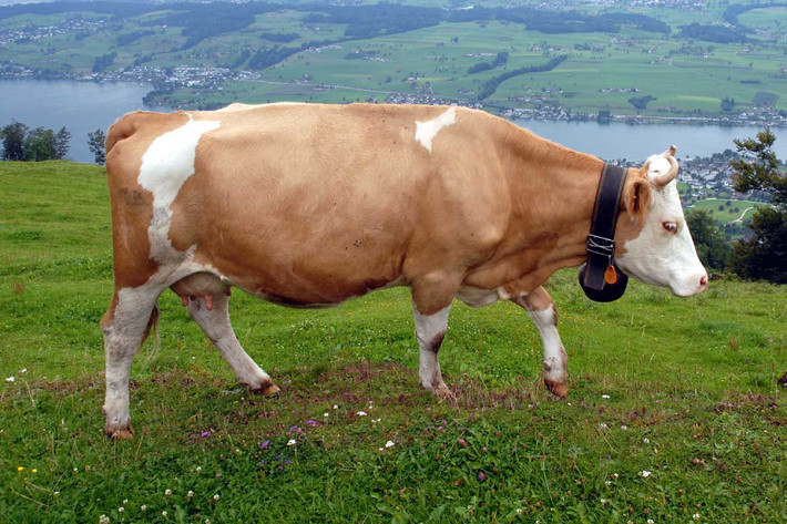 Bò nhà (Bos taurus) có kích cỡ da dạng, phân bố trên toàn thế giới dưới dạng gia súc. Người ta cho rằng tổ tiên của chúng là bò rừng châu Âu (Bos primigenius) đã tuyệt chủng. Con người đã tạo ra rất nhiều giống bò khác nhau, phục vụ những mục đích chuyên biệt như lấy sữa, lấy thịt, sức kéo...