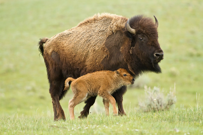Bò rừng Bắc Mỹ (Bison bison) dài 1,8-2 mét, sống ở Bắc Mỹ. Chúng từng lang thang trên các thảo nguyên trong những đàn khổng lồ, nhưng ngày nay chỉ còn rất ít trong tự nhiên do sự tàn sát của người di cư. Các quần thể được nuôi nhốt có số lượng khá lớn.