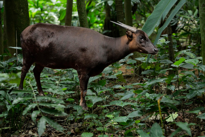 Trâu lùn đồng bằng (Bubalus depressicornis) dài 80-90 cm, là loài trâu bản địa ở các rừng mưa trên đảo Sulawesi, Indonesia. Là loài nhỏ nhất trong các loài trâu hoang dã, chúng có đôi sừng thẳng và dựng đứng giống linh dương.