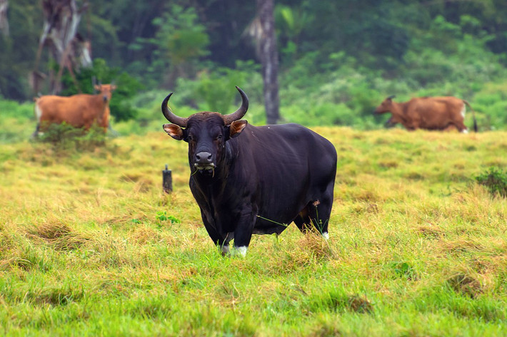 Bò rừng Banteng (Bos javanicus) dài 1,6-1,7 mét, là loài bò bản địa Đông Nam Á. Loài này có màu lông khá giống bò tót, nhưng kích cỡ nhỏ hơn nhiều. Chúng đã được thuần hóa để làm gia súc phục vụ cày kéo.