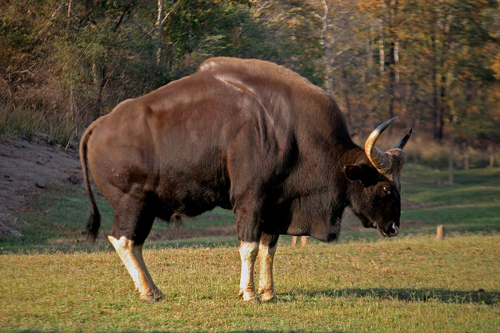 Bò tót (Bos gaurus) dài 1,7-2,2 mét, phân bố ở vùng đồi của Ấn Độ, Đông Á và Đông Nam Á. Lớn nhất trong các loài trâu bò hoang dã, chúng có cơ thể lực lưỡng, thân màu nâu sẫm, bốn cẳng chân nhạt màu.