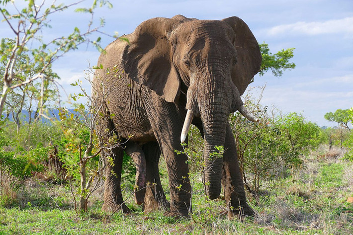 Voi đồng cỏ châu Phi (Loxodonta africana) cao 3-3,6 mét, nặng 4-6 tấn, sinh sống trên các thảo nguyên châu Phi. Là loài voi lớn nhất, chúng hầu như không có kẻ thù trong tự nhiên. Cả voi đực và voi cái đều có ngà cong, dài.