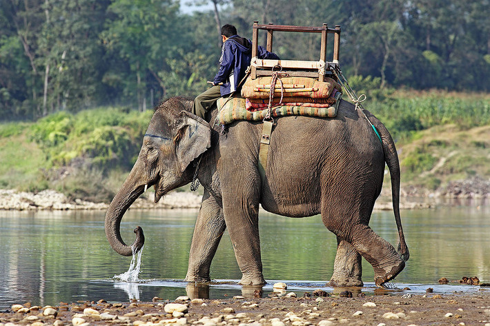 Voi châu Á (Elephas maximus) có chiều cao 2-4 mét, nặng 3-5 tấn, gồm 4 nòi sinh sống ở các khu vực khác nhau ở châu Á. Voi Ấn Độ (Elephas maximus indicus) được coi là nòi điển hình của loài voi này, phân bố ở lục địa Ấn Độ và phần đất liền của Đông Nam Á. Phần lớn voi Ấn Độ đực có ngà, còn con cái thì không có.