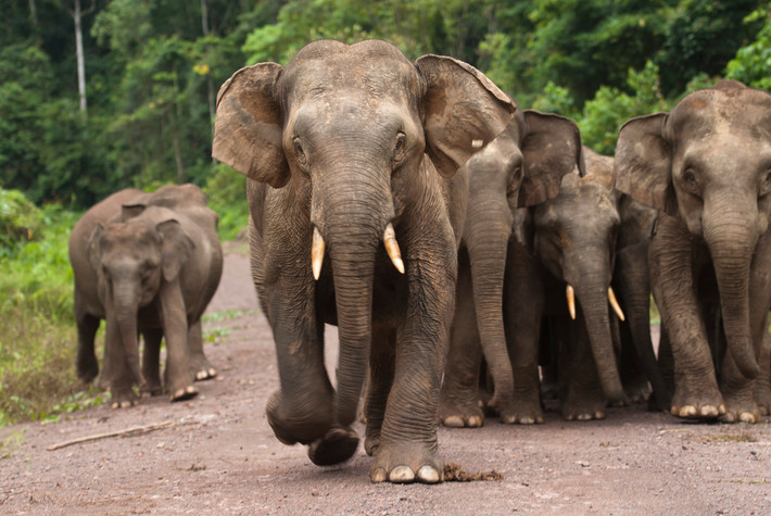 Voi Borneo hay voi lùn (Elephas maximus borneensis) được tìm thấy ở miền Bắc đảo Borneo. Voi Borneo trưởng thành chỉ cao đến 2,4 mét, lùn hơn voi Ấn Độ từ 30–60 cm, là nòi voi nhỏ nhất thế giới. Chúng có tai to hơn, đuôi dài hơn và ngà thẳng hơn các nòi khác.