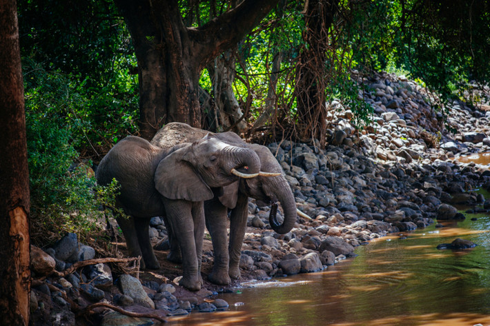 Voi rừng châu Phi (Loxodonta cyclotis) cao 2-2,5 mét, nặng 3-5 tấn, chủ yếu sống trong các khu rừng Gabon, là loài voi nhỏ nhất trong ba loài voi vẫn còn tồn tại. Cả hai giới của chúng đều có ngà mọc thẳng, chúc xuống dưới.
