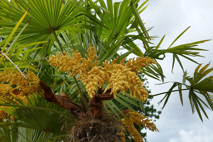 Cọ cảnh (Trachycarpus fortunei) cao 20 mét, có nguồn gốc từ miền Trung Trung Quốc. Chúng là cây đơn tính khác loài, có khả năng chịu lạnh hơn tốt so với đa phần các loài cây họ Cau.