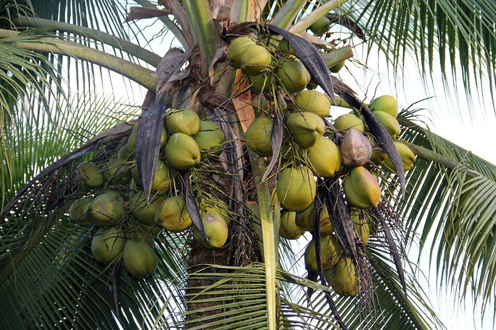 Dừa (Cocos nucifera) cao 30 mét, có nguồn gốc từ Tây Thái Bình Dương, đã xâm chiếm các hòn đảo nhờ quả trôi nổi được trên biển trong nhiều ngày. Cây dừa có nhiều công dụng, từ làm cảnh đến dùng làm thực phẩm, nguyên liệu sản xuất đồ mỹ nghệ.