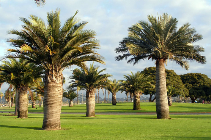 Cọ rượu Chile (Jubaea spectabilis) cao 25 mét, phân bố ở miền Trung Chile. Chúng có thân cực to, chịu lạnh khá tốt.